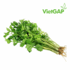 RAU CẦN TÀU VIETGAP 100G