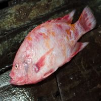 CÁ DIÊU HỒNG (KG)
