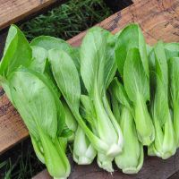 CẢI THÌA VIETGAP (500G)