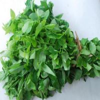 RAU BỒ NGÓT (500G)