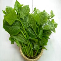 RAU MỒNG TƠI GLOBAL GAP (500G)