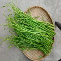 RAU MUỐNG CỌNG (300G)