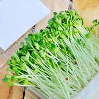RAU MẦM CẢI NGỌT 200G