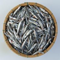 CÁ CƠM THAN TƯƠI (500G)